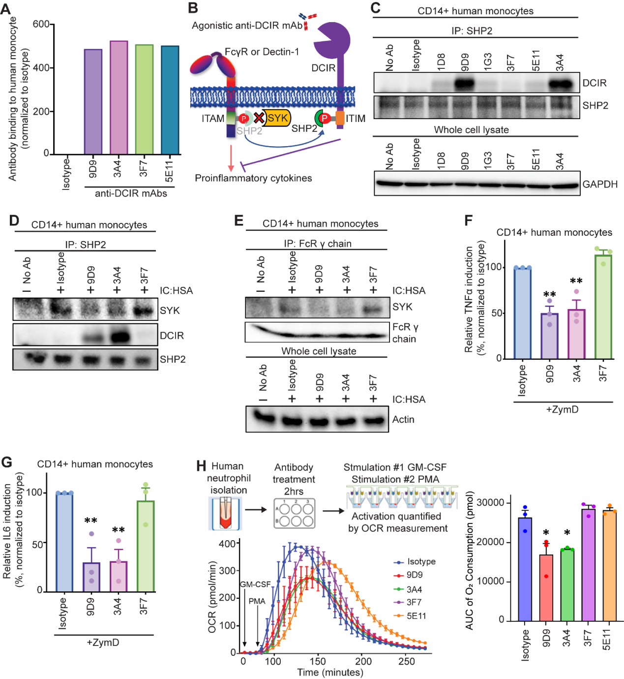Agonistic anti-DCIR antibody inhibits ITAM-mediated inflammatory signaling and promotes immune resolution